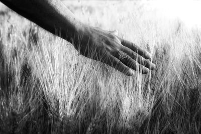 Close-up of hand on wheat field