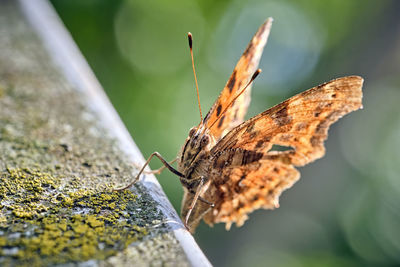 Close-up of butterfly