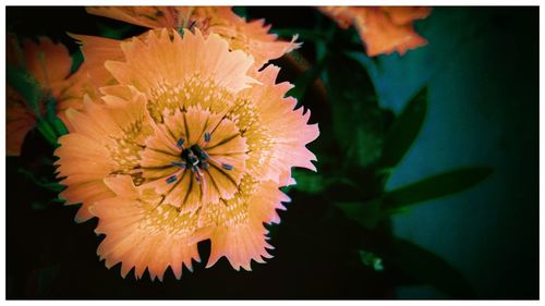 Close-up of flower blooming outdoors