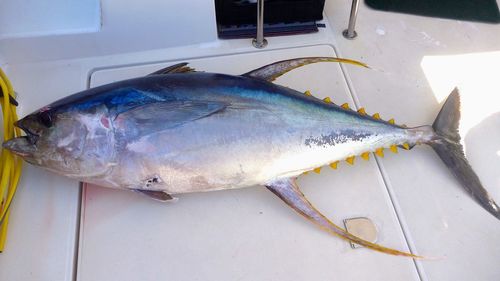 High angle view of fish on plate