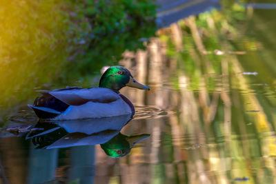 Close-up of a duck in a lake