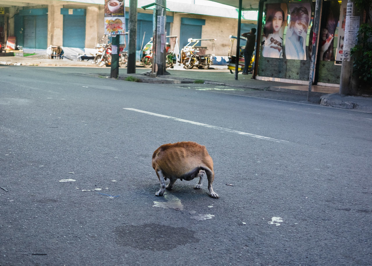 mammal, animal themes, animal, city, one animal, vertebrate, transportation, street, road, day, domestic animals, domestic, pets, incidental people, animal wildlife, outdoors, walking, architecture, full length