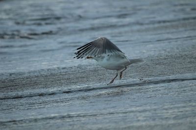 Bird flying over sea