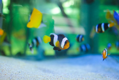 Close-up of fish swimming in sea