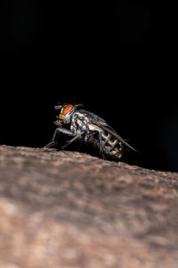 Close-up of fly