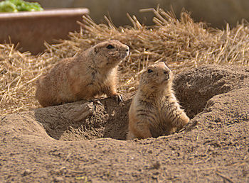 Close-up of two prairie dogs