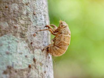 Close-up of insect on tree trunk