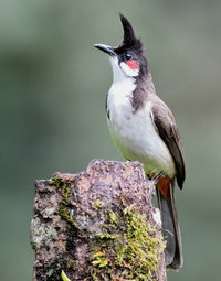 Close-up of bird perching on wood