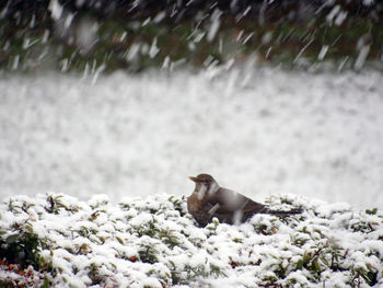 View of an animal on snow covered land