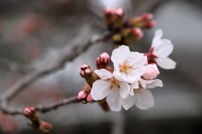 Close-up of pink cherry blossoms