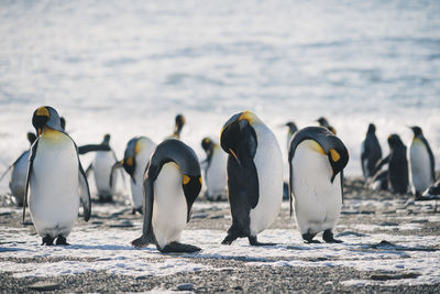 Penguins on a beach