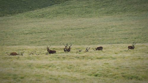 Sheep grazing on grassy field