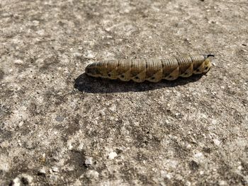 High angle view of caterpillar on land