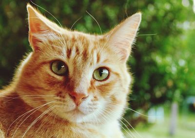 Close-up portrait of cat