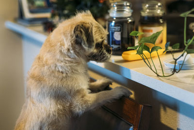 Dog looking away while sitting on table at home