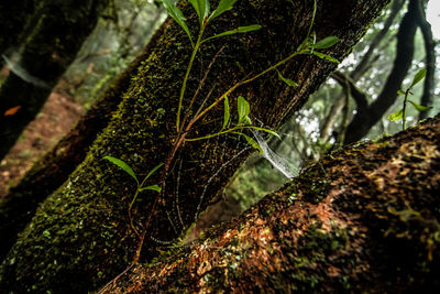 Close-up of moss growing on tree trunk