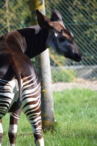 Close-up of horse standing on field
