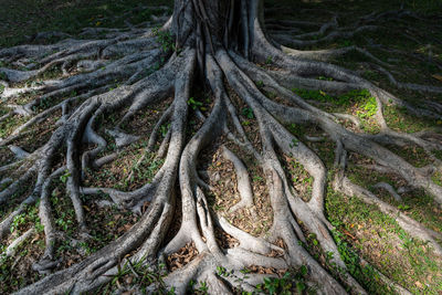 Full frame shot of tree