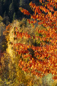 Close-up of autumn leaves on tree
