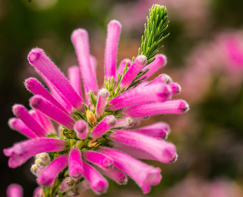 Close-up of pink flowers blooming outdoors