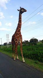 View of giraffe standing on field against sky