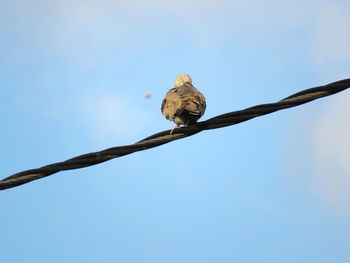 Low angle view of bird perching on branch against sky