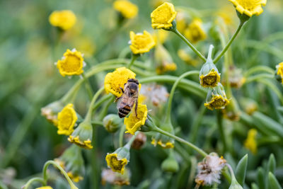 Close-up of bee pollinating on flower