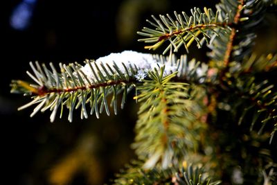 Close-up of pine tree during winter