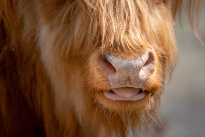 Close-up of a cattle