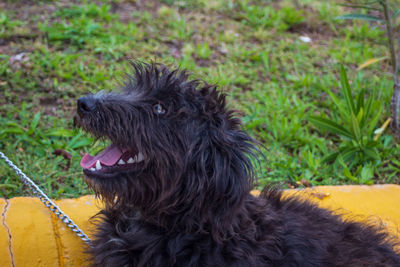 Close-up of a dog looking away