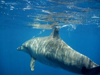 Underwater view of swimming in water