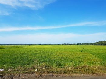 Scenic view of agricultural field against sky