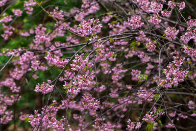 Close-up of pink cherry blossom