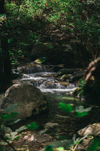 Aerial view of river flowing through forest