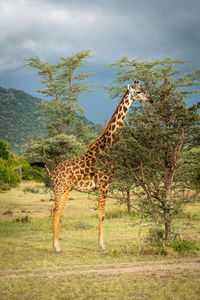 Giraffe standing on grass against sky