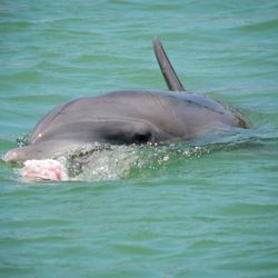 Fish swimming in sea