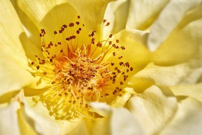 Full frame shot of yellow flower
