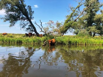 Cattle on agricultural field