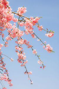 Low angle view of pink flowers blooming on tree