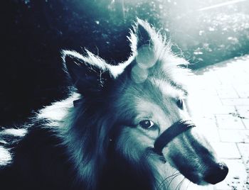 horse