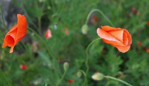 Close-up of orange flower