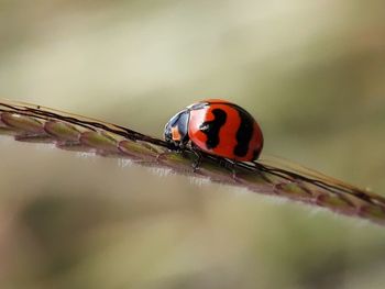 Close-up of ladybug on twig