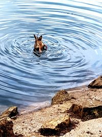 High angle view of horse swimming in lake