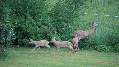 Herd of a horse