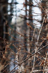 Close-up of bare tree in forest