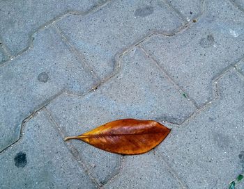 High angle view of leaf