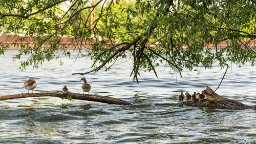 Ducks swimming on lake