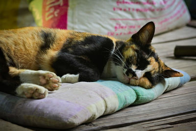 Close-up of cat sleeping