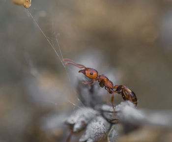 Close-up of insect on twig