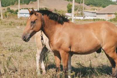 Horse with his foal in free range on the farm. mom and foal in the meadow